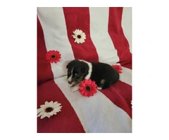 2 Sheltie puppies for sale - 7