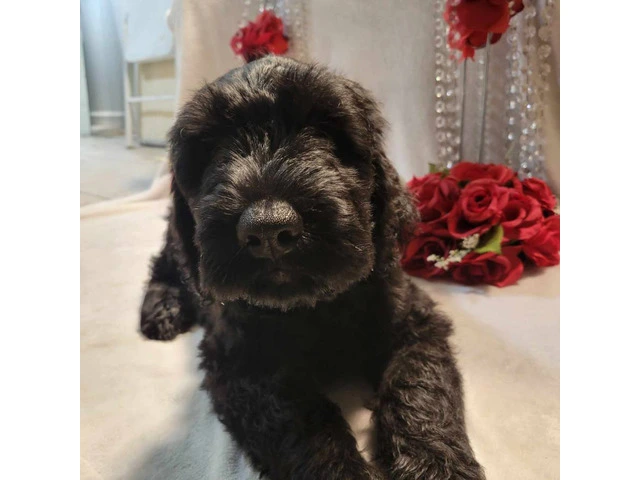 2 Giant Schnauzer puppies for sale - 1/9