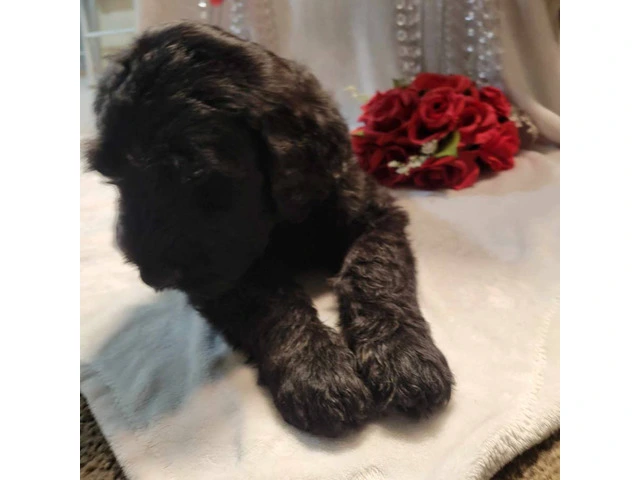 2 Giant Schnauzer puppies for sale - 2/9