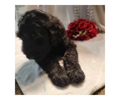 2 Giant Schnauzer puppies for sale - 2