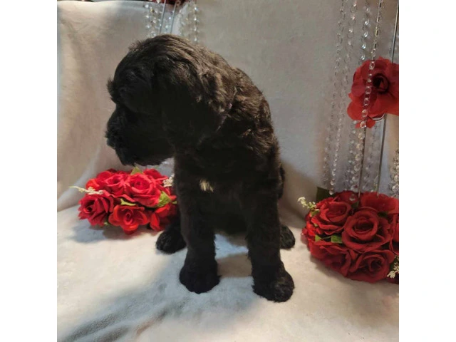 2 Giant Schnauzer puppies for sale - 3/9