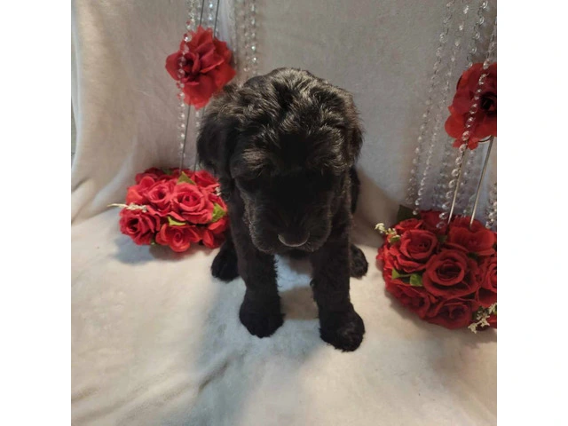 2 Giant Schnauzer puppies for sale - 4/9