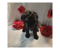 2 Giant Schnauzer puppies for sale - 4