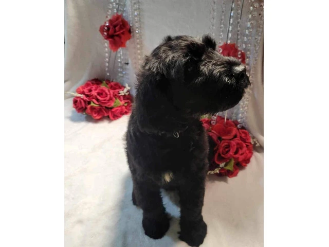 2 Giant Schnauzer puppies for sale - 5/9