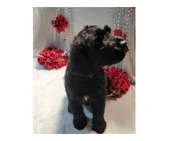 2 Giant Schnauzer puppies for sale - 5
