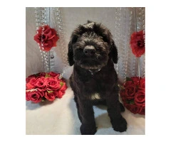 2 Giant Schnauzer puppies for sale - 6