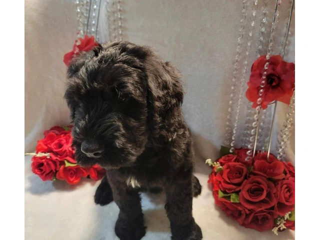 2 Giant Schnauzer puppies for sale - 7/9