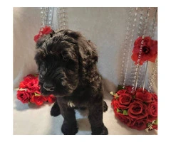 2 Giant Schnauzer puppies for sale - 7