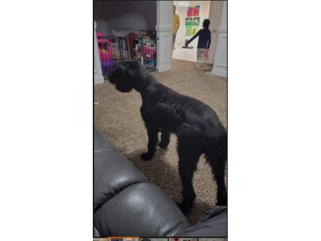 2 Giant Schnauzer puppies for sale - 8/9
