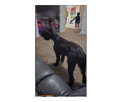 2 Giant Schnauzer puppies for sale - 8