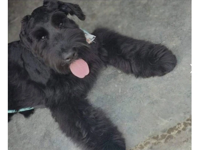 2 Giant Schnauzer puppies for sale - 9/9