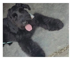 2 Giant Schnauzer puppies for sale - 9