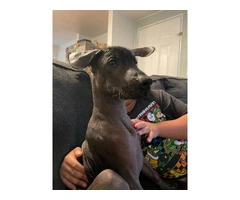 4 month old male Xolo pup for sale - 1