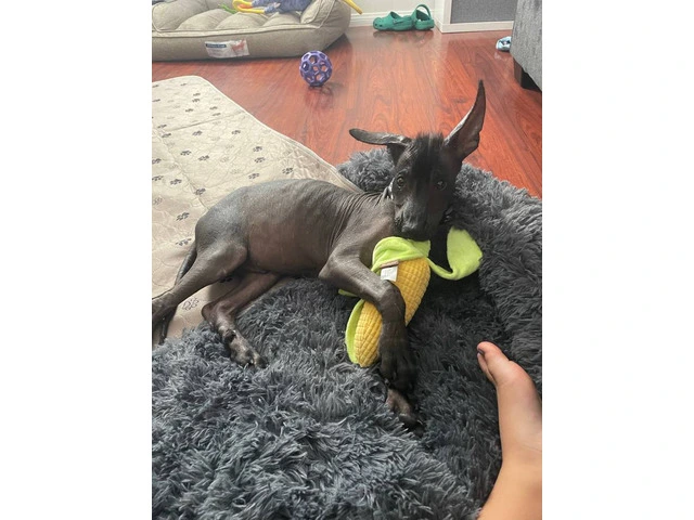 4 month old male Xolo pup for sale - 2/3