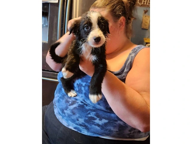 4 sweet Aussiedor puppies need a loving home - 7/7