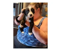 4 sweet Aussiedor puppies need a loving home - 7