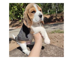 Beagle Puppies Available Now