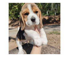 Beagle Puppies Available Now - 2
