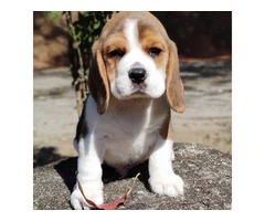 Beagle Puppies Available Now - 3