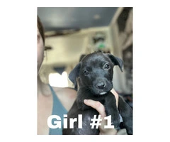 4 German Pitbull puppies need forever homes - 3