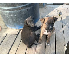4 German Pitbull puppies need forever homes - 5