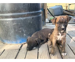 4 German Pitbull puppies need forever homes - 8