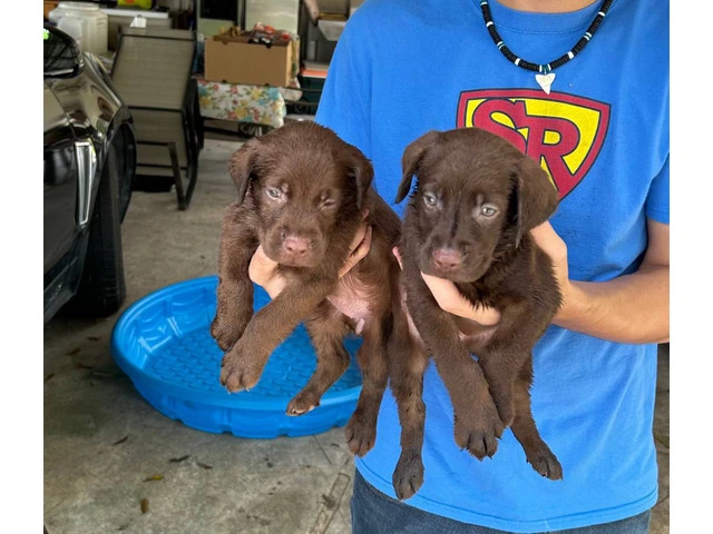 Sweet Chocolate Lab puppies - 1/4
