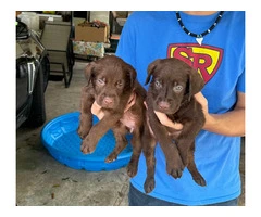 Sweet Chocolate Lab puppies