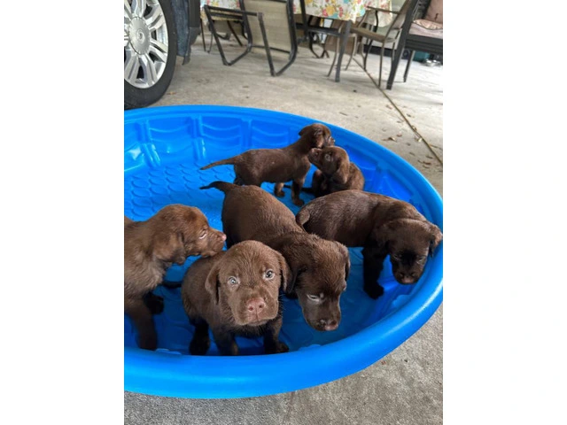 Sweet Chocolate Lab puppies - 2/4