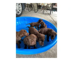Sweet Chocolate Lab puppies - 2