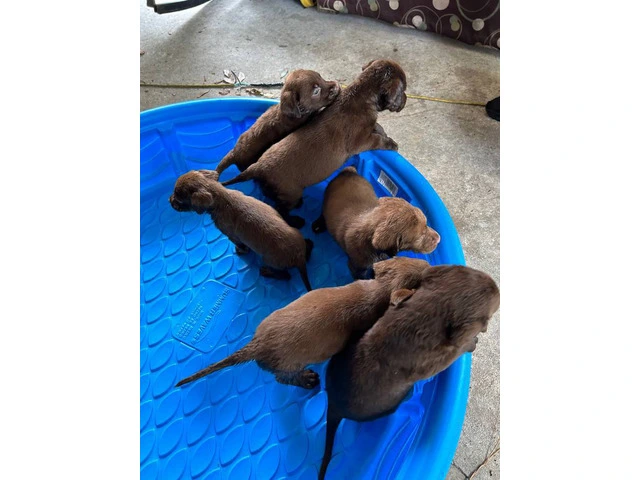 Sweet Chocolate Lab puppies - 4/4
