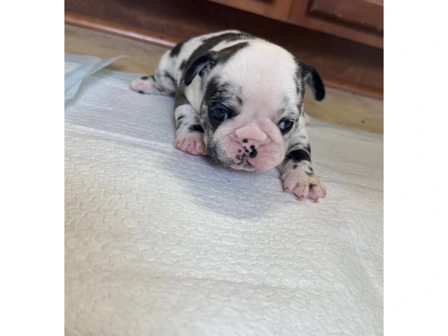 Black and white French Bulldog pup for sale - 2/4