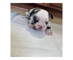 Black and white French Bulldog pup for sale - 2