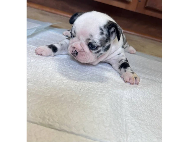 Black and white French Bulldog pup for sale - 3/4