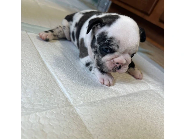 Black and white French Bulldog pup for sale - 4/4