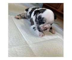 Black and white French Bulldog pup for sale - 4
