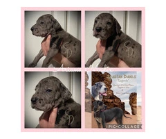 AKC Limited Great Dane Puppies for sale - 2