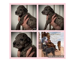 AKC Limited Great Dane Puppies for sale - 3