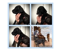 AKC Limited Great Dane Puppies for sale - 6