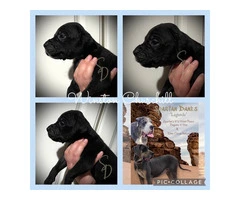 AKC Limited Great Dane Puppies for sale - 7