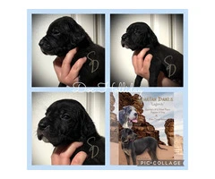AKC Limited Great Dane Puppies for sale - 8