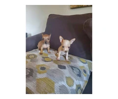 2 baby tiny chihuahua pups - 3