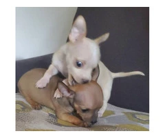 2 baby tiny chihuahua pups - 4