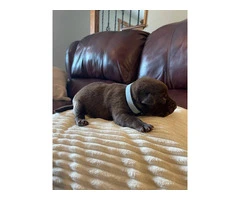 Chocolate Lab puppies in need of loving homes