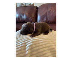 Chocolate Lab puppies in need of loving homes - 2