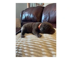 Chocolate Lab puppies in need of loving homes - 3