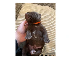 Chocolate Lab puppies in need of loving homes - 4