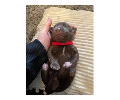 Chocolate Lab puppies in need of loving homes - 5