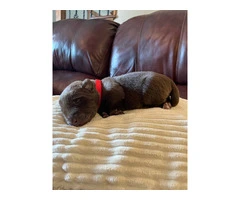 Chocolate Lab puppies in need of loving homes - 6