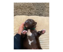 Chocolate Lab puppies in need of loving homes - 7